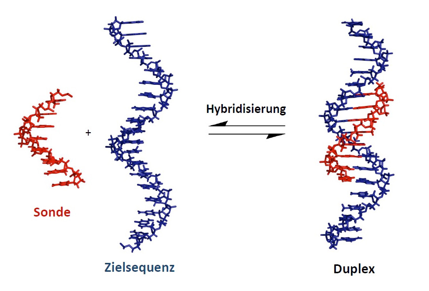 Stronger Base Pairing Improves Dna Analyses