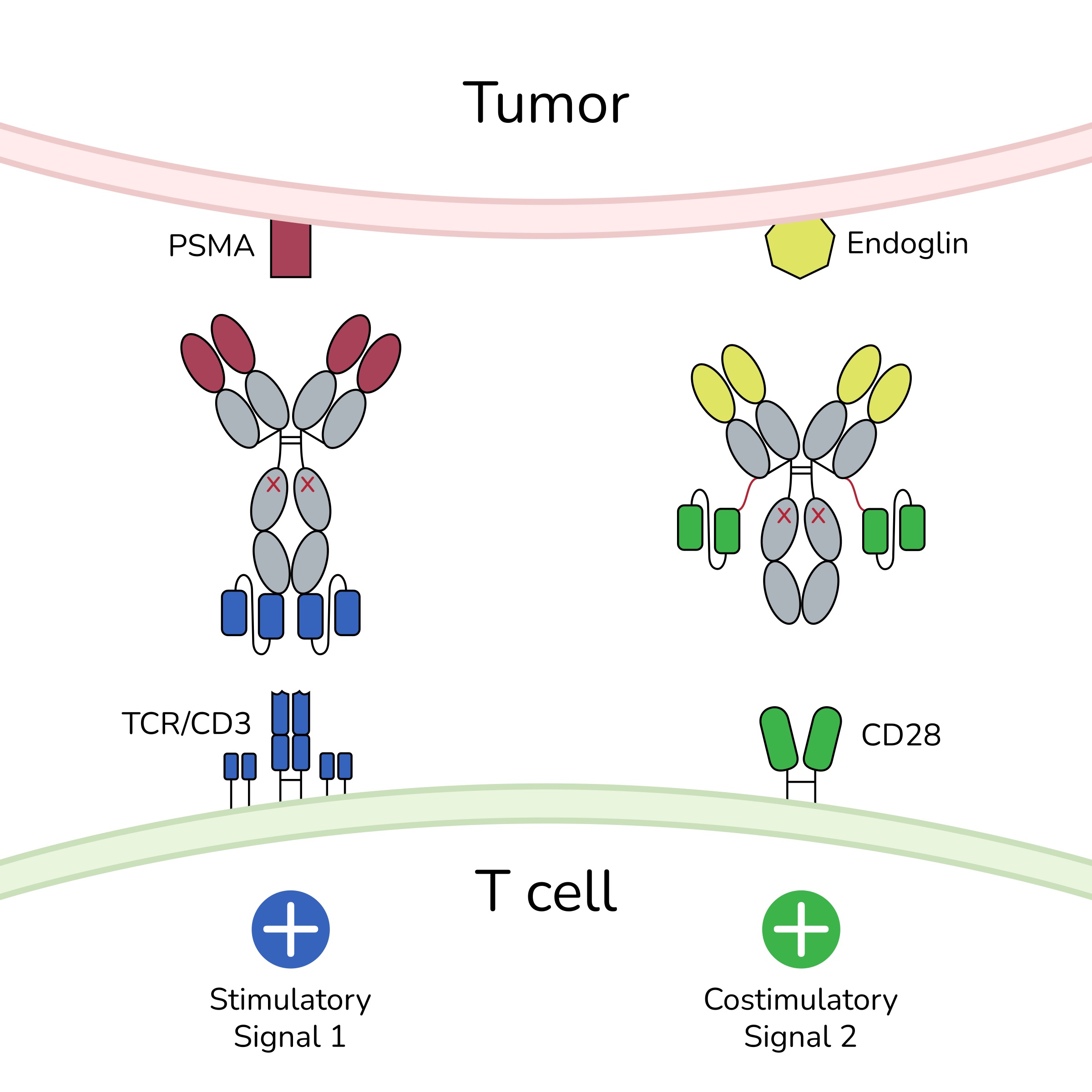 A diagram shows how the two bispecific antibodies bring the T cell and tumour cell together.