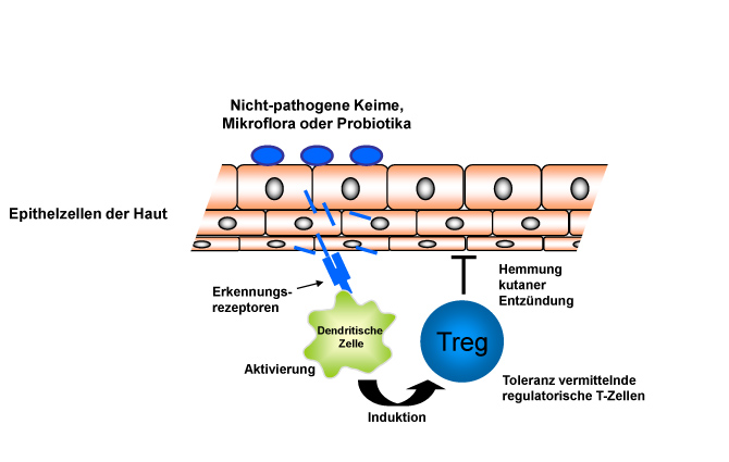 non-pathogenic-bacteria-for-the-treatment-and-prevention-of-allergies