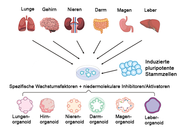 Zu sehen ist in einem Schema, wie aus organspezifischen Zellen pluripotente Stammzellen und anschließend Organoide generiert werden.