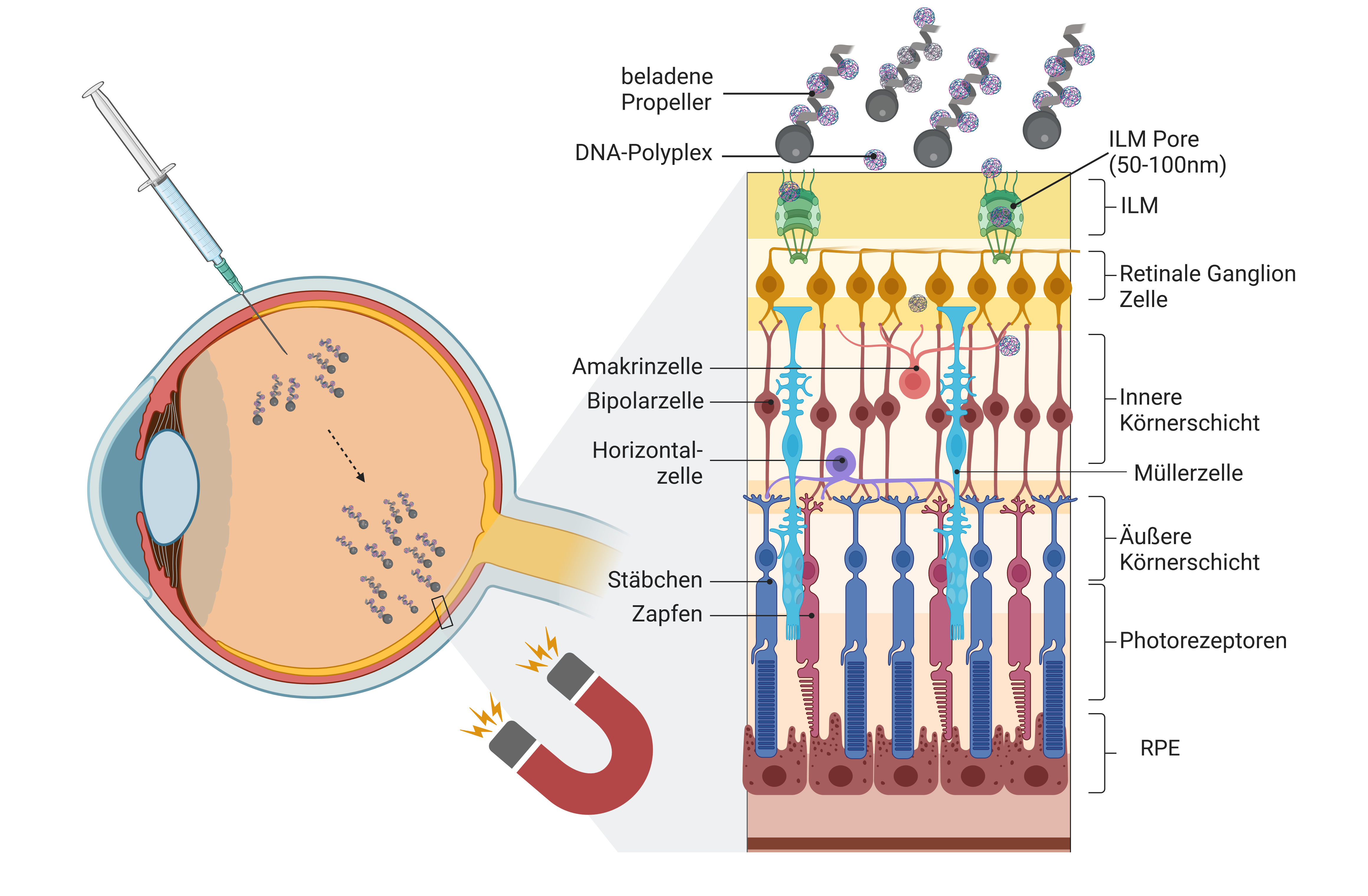 Links ist die schematische Darstellung eines Auges zu sehen, in dessen Glaskörper eine Spritze sticht und in dem sich Nanopropeller befinden. Rechts daneben ist der zelluläre Aufbau der Netzhaut dargestellt.