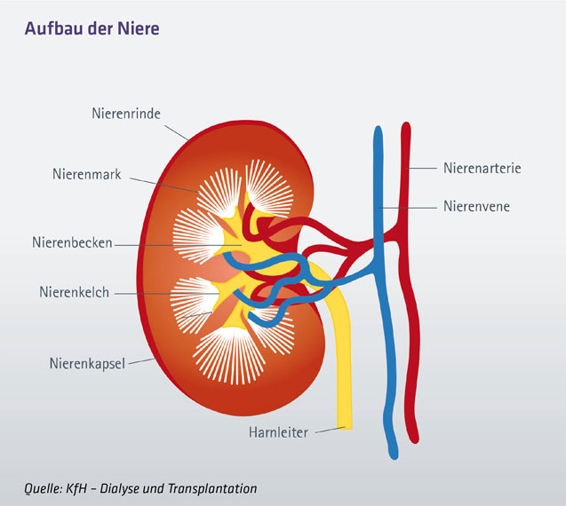 Patienten, die nach einer Nierentransplantation ein Jahr lang eine telemedi...