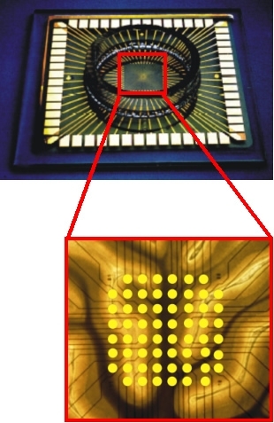 Multielectrode array with cell culture dish. The section shows the electrode array