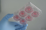 One hand holds a cell culture plate with six different cell cultures