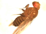 Drosophila melanogaster, die Fruchtfliege