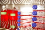 Zelkulturflaschen und Flaschen mit Medium (hinten) in einem Zellkulturschrank
